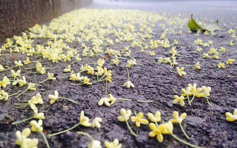 Looking Forward Looking U